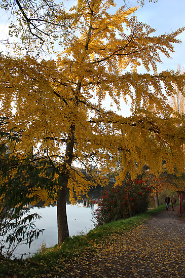 Automne_25_Cahors-Ginkobiloba_Joseph Guegan.jpg